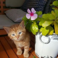 Fethi (@hizliveemekli) 's Twitter Profile