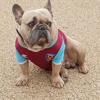 ⚒⚒Tony Boyce⚒⚒ (@hammers162) 's Twitter Profile