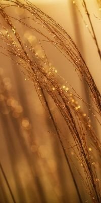 ptetty_stars's profile picture. 