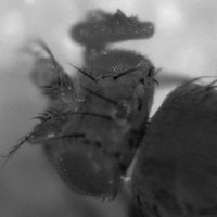 Grillo-Hill Lab (@phlylab_sjsu) 's Twitter Profile Photo Grillo-Hill Lab (@phlylab_sjsu) 's Twitter Profile Photo