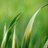 Hashwani_Memoir's profile image
