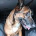 K9Emy (@emy_k9) Twitter profile photo K9Emy (@emy_k9) Twitter profile photo