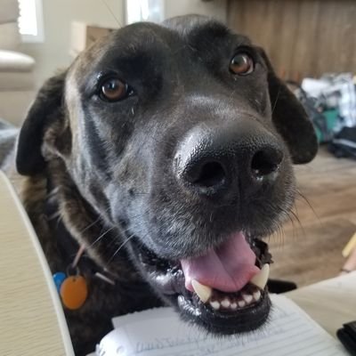 Hey it's Apollo! I'm a 3 year old Mastiff Labrador mix. I rescued my parents 2 years ago.

It's all about the treats baby!