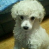 ishikaz (@isikaz) 's Twitter Profile Photo