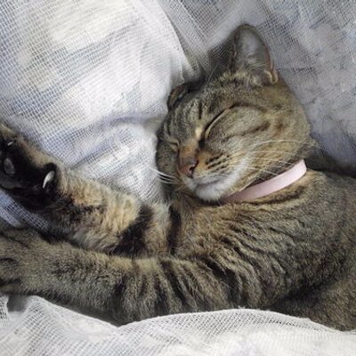 本家・「竹ちゃん」のアカウントが凍結されましたので、第二アカウントを使用致します。本家同様、【日本人の為の政治勢力を応援】のスタンスは変わりません。2025年3月7日に10年振りに復活しました。DMは致しません。無言フォローをお許し下さい。