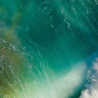 PetitErbas's profile picture. .