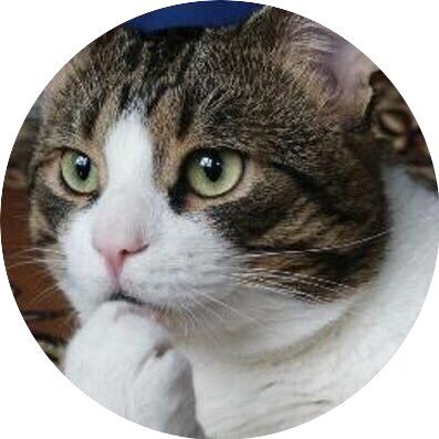 日本ハムファイターズとAIを中心とするテクノロジーと証券市場に興味があります。直近はChatGPTの使い方関連のツイートが増えそうです。