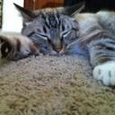 Elisa Bloom - @kaabloom - Twitter