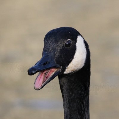 uwgb_goose's profile picture. 