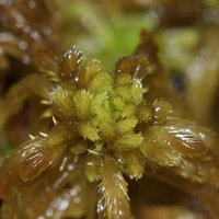 Charlie Campbell, PhD (@sphagnumpi) 's Twitter Profile