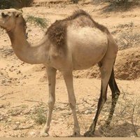 Suleiman Bashir (@pastoralist001) 's Twitter Profile