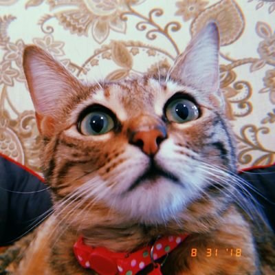 CelestialSmores's profile picture. Smoothie Bowls, S'mores, and much more.