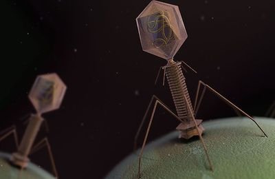 Saudi Bacteriophage