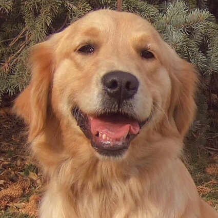 Golden Retrievers are approachable, athletic and a loving family companion. They are energetic, fun-loving, fond of children and loyal.