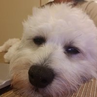 Kate H. Rivas (@kjrivas) 's Twitter Profile