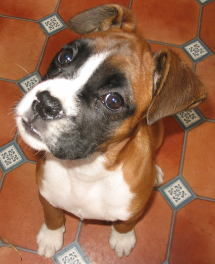 I'm a red boxer who lives with my sister Dee and mum and dad. I like to chase bubbles, the neighbours cats and play!