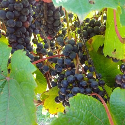 Kankou_Ikeda's profile picture. 池田町は、十勝平野の中央やや東よりに位置している人口約6100人の小さなまちです。池田町と言えば十勝ワインが有名です 
facebook→https://t.co/bZOSqbiSyg
Instagram→https://t.co/RiJmoapMIb