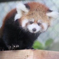 パンダぱん (@rmpg_panda) 's Twitter Profile