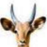 The Kasaan Times (Deutsche Ausgabe) (@kasaantimesde) 's Twitter Profile