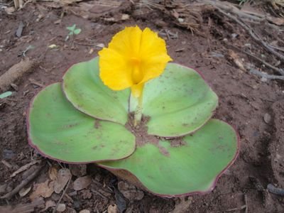 Costus spectabilis yellow flower is the Nig national flower. The plant is presently threatened, obscure & misrepresented as red on the Nig Coat of Arms.