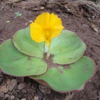 Costus spectabilis (@costusspectabi1) 's Twitter Profile Photo