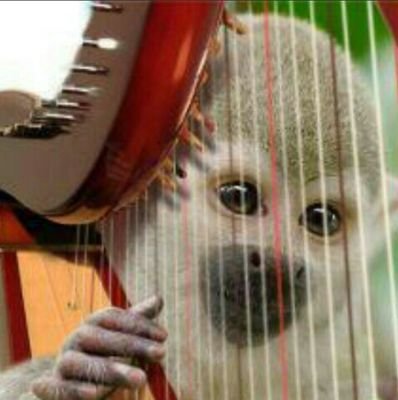 ハープが弾けるマヌケな猿です。 https://t.co/M6LtGUz6lE
