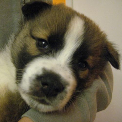 hachithedog's profile picture. I'm a chow chow - golden retriever mix.