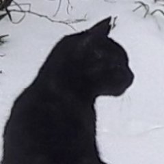 SkittyMcKitty's profile picture. Suffer us not to mock ourselves with falsehood.
Teach us to care and not to care.
Teach us to sit still.
Even among these rocks,
Our peace in His will.