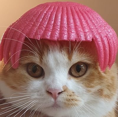 호두 머랭. 호랭이 남매
고양이는 키우기 쉬운 동물이 절대 아닙니다. 폴드는 유전병이 있습니다. 수명에도 영향이 있고 관절, 질병 등 신경써야 할 부분이 많습니다. 금전과 시간이 많이 필요합니다.
