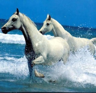 chevalphone's profile picture. 