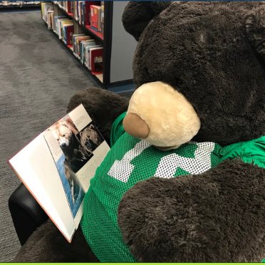 bradleybearlibrary Profile