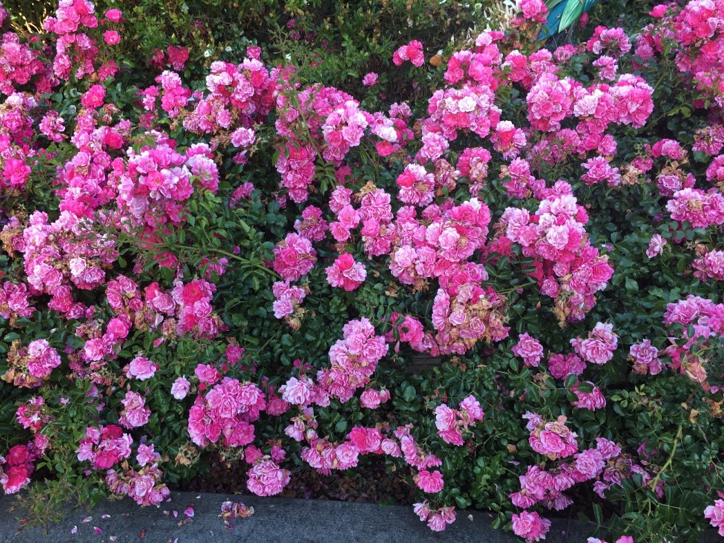 Whatisinaname9's profile picture. 