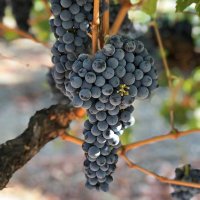 KB Wine Concierge (@wine_kb) 's Twitter Profile