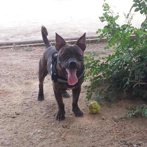 isalafuente1's profile picture. plus je connais les humains plus j'aime mon chat  :)