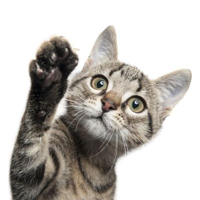 laska94699396's profile picture. 