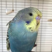 Hutchy the Budgie(@HutchyTheBudgie) 's Twitter Profile Photo