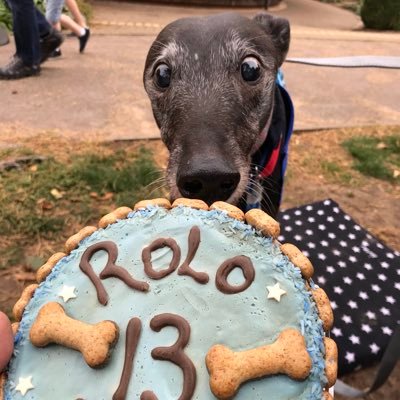 Lived in Birmingham & rehomed from Kenilworth dogs trust in May 2011. I went to Rainbowland on 15.10.2018. I lived with my sis @missstarhound #houndsoftwitter