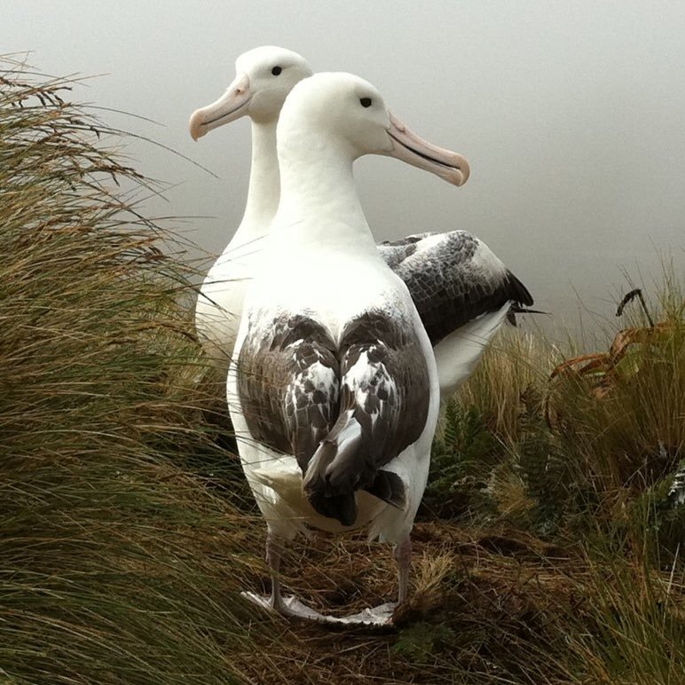 All things #marine & #polar #mammal & #seabird @IMASUTAS @UTAS_ Meet us here for latest research & opportunities on marine predator #behaviour & #interactions