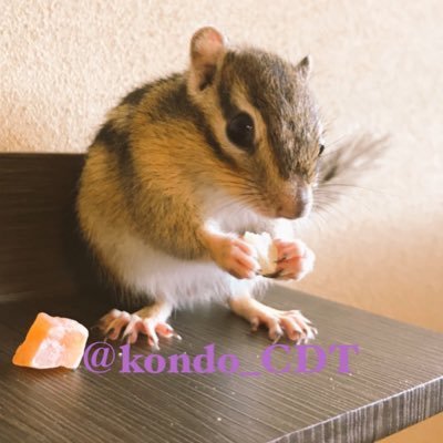 動物専用垢 中の人？親？→@kondo_panda 無言フォロー失礼します、エキゾチックアニマル初心者です( ^ω^ ) #トーマス日和 #ムーちゃん日和 #大三郎日記