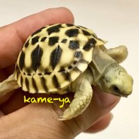 kame-yaナオ(@fenwick555) 's Twitter Profile Photo