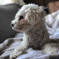 Wenjun Kong (@wenjunk) 's Twitter Profile