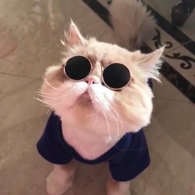 thebitcode's profile picture. bitcode.eth