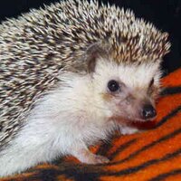 HUMPHREY Cheney (@humphrey_tco) 's Twitter Profile