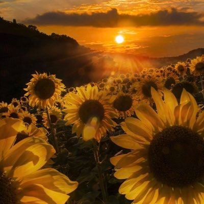 { قُل هُو اللهُ أَحَد ۞ اللهُ الصمدُ ۞ لَم يَلِد ولَم يُولد ۞ ولم يكُن له كفُواً أحد }