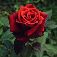 Mustafa Al-Quraishi (@mustafaqureishi) Twitter profile photo