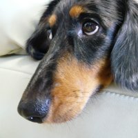 borracho-rider (@borrachorider) 's Twitter Profile