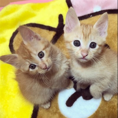 g_yjl's profile picture. 沢山の猫達と犬２匹と暮らしています💜 保護猫カフェを作るのが夢です🦄💭                        子猫の里親も募集しています🐱