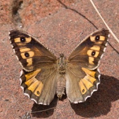 Butterfly enthusiast and lover of nature and wild places.