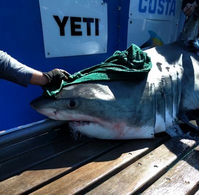 Thanks to the @OCEARCH team, I'm the first ever white shark SPOT tagged in Canadian waters. I'm named after the amazing people of Nova Scotia.