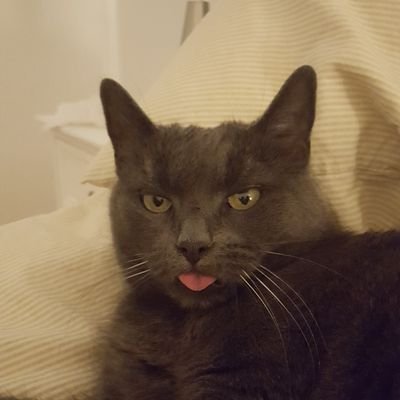 afvskrap's profile picture. Figure it out, bud / svt-play och ståhej / Roller Derby ref